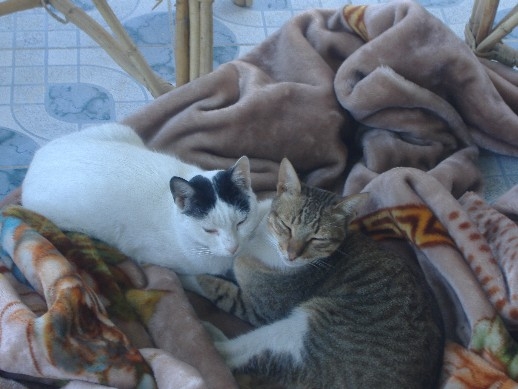 Floopsy and Scrap RIP