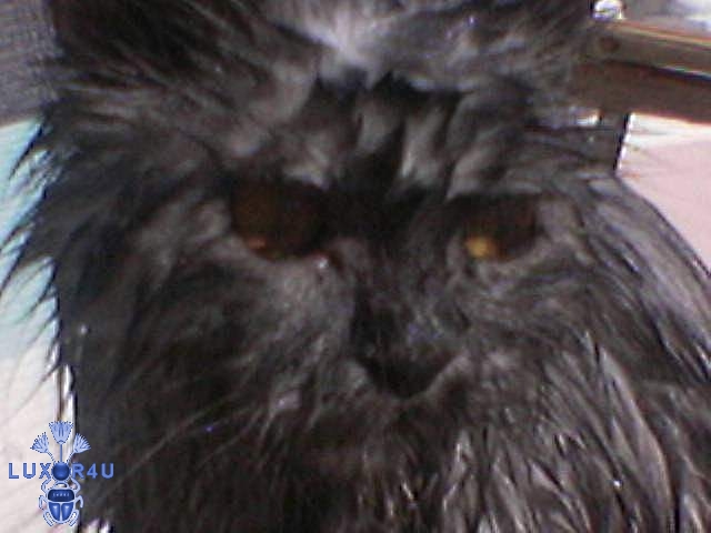 Keefy's Cat (wet)