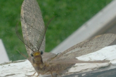 Any ideas