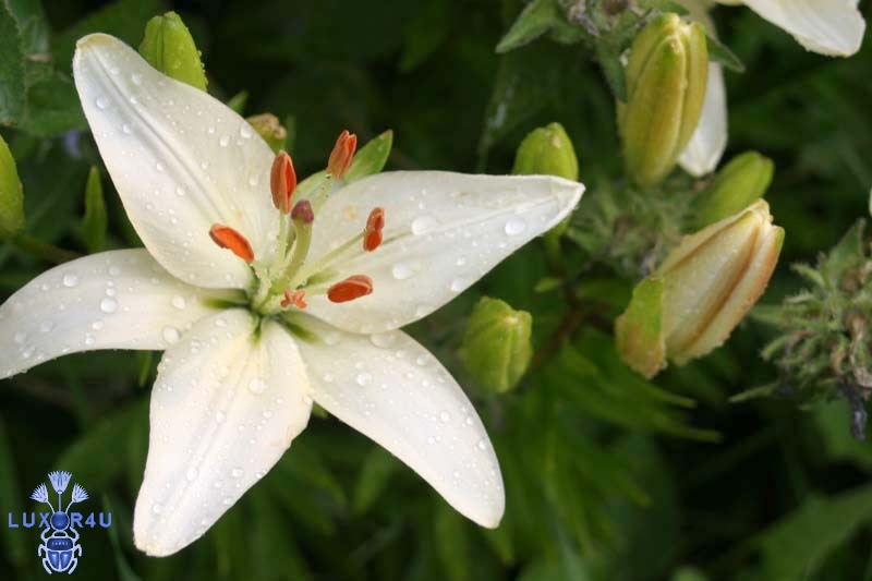 A garden item