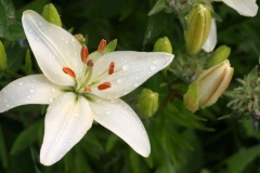 A garden item