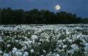 Moonlit flowers