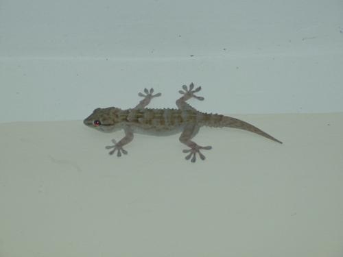Geckos