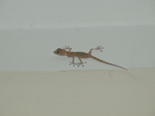 Geckos
