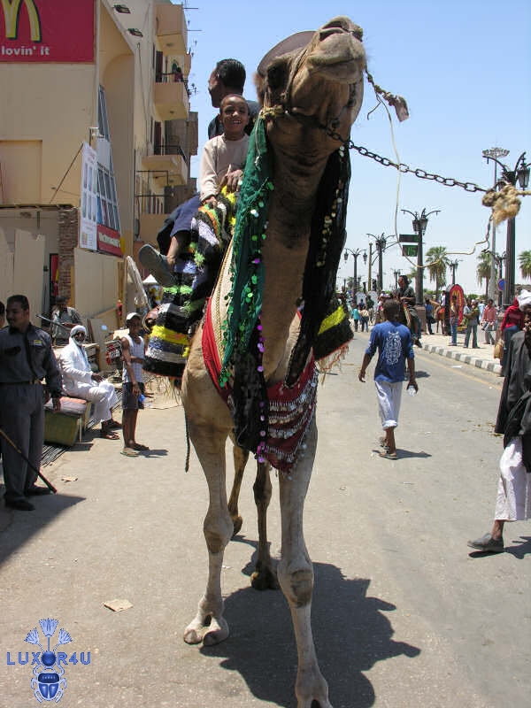haggag1