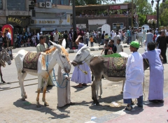 haggag6