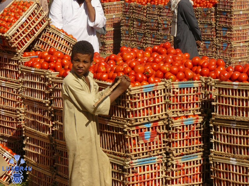 Aug 2008 - 1st - Tomato Market