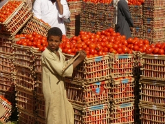 Aug 2008 - 1st - Tomato Market
