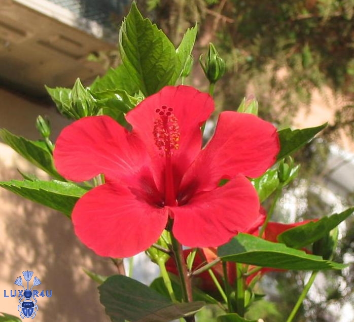 Sept 2008 - 2nd - Hibiscus