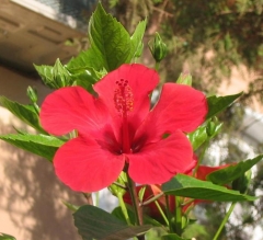 Sept 2008 - 2nd - Hibiscus