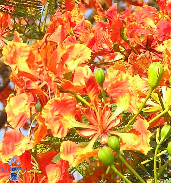 Sept 2008 - 3rd - Brilliant colours