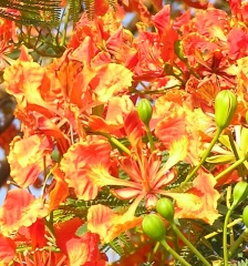 Sept 2008 - 3rd - Brilliant colours