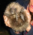 Hedgehog