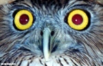 OWL eyes!!
