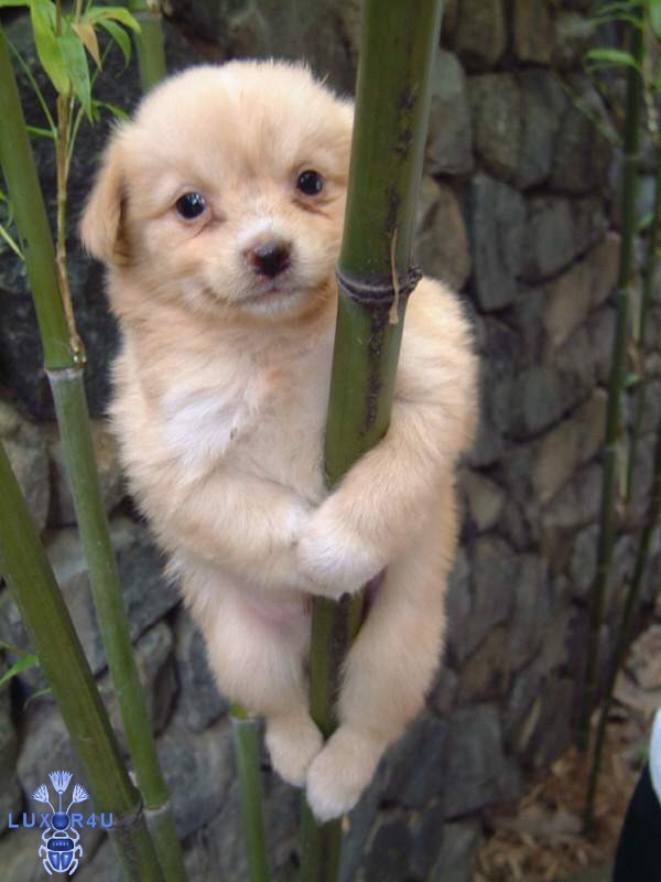 Blonde Pole Dancer
