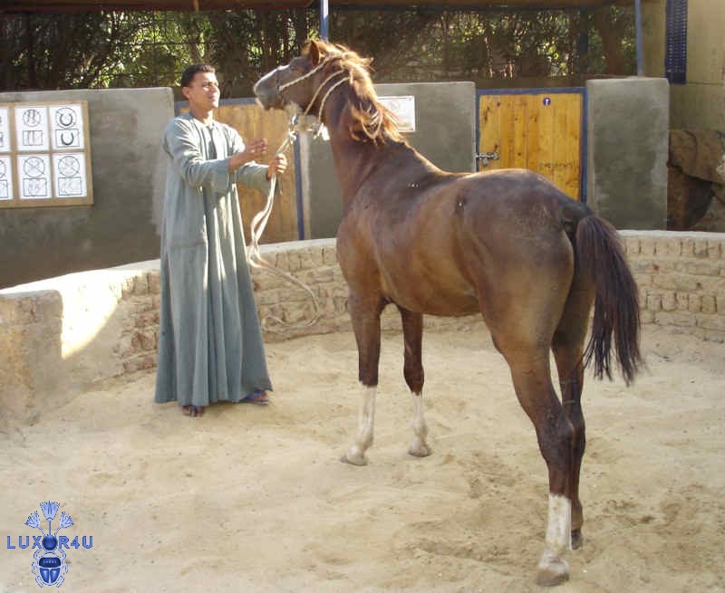 ACE's horses