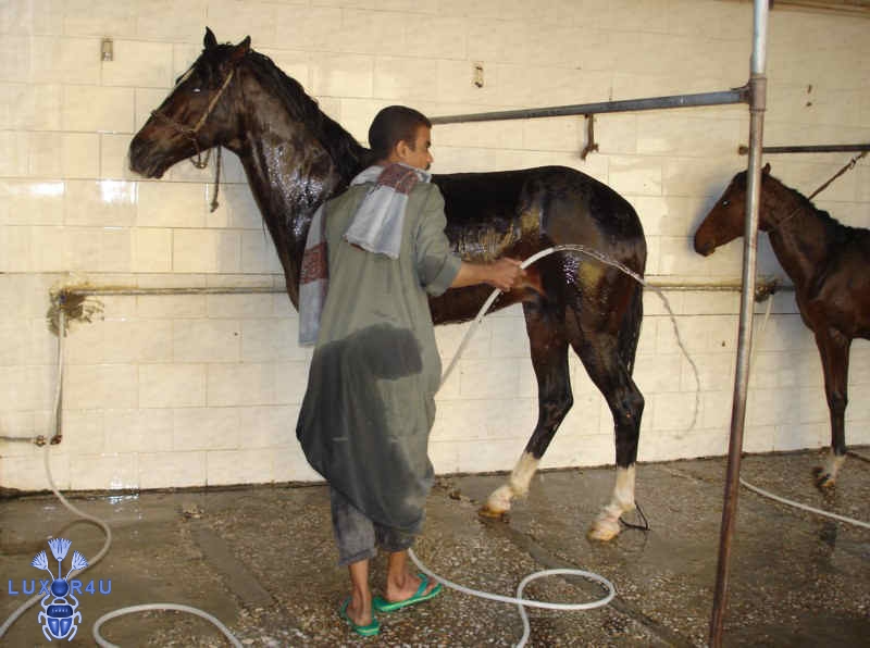 ACE's horses get their daily wash