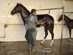 ACE's horses get their daily wash