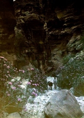 Petra