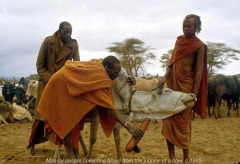 Maasai
