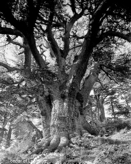 cedar of Lebanon