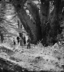 cedar of Lebanon