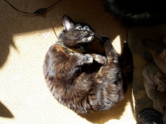 crazycat no 1