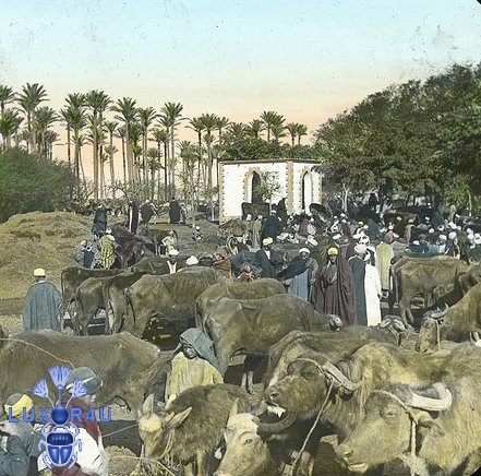 Buffalo market c.1900
