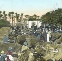 Buffalo market c.1900