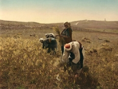 farm scene
