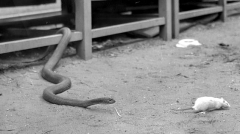 snake