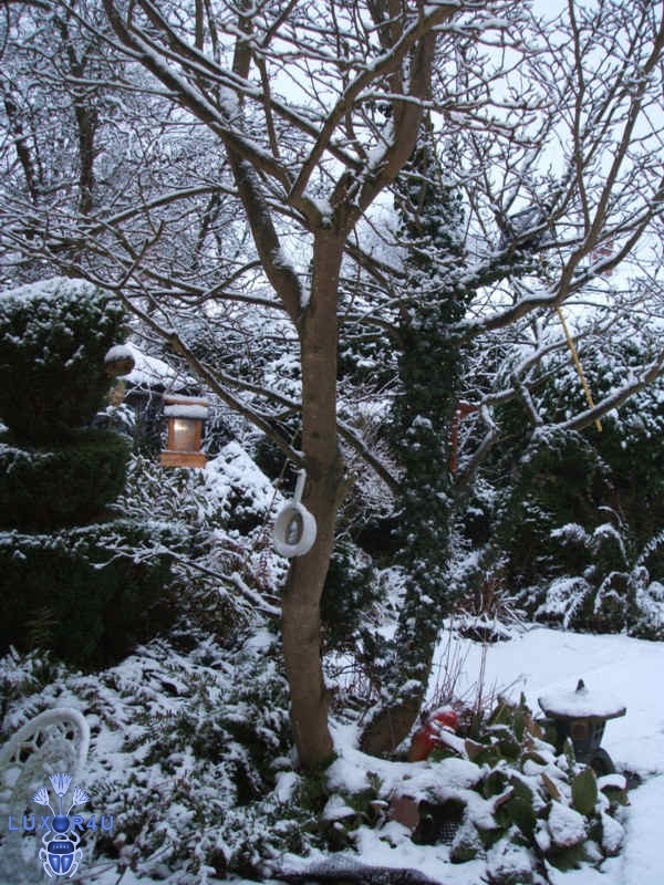 snow is my garden