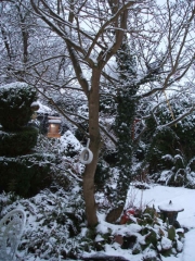 snow is my garden
