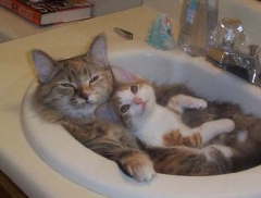 Cat & Kitten