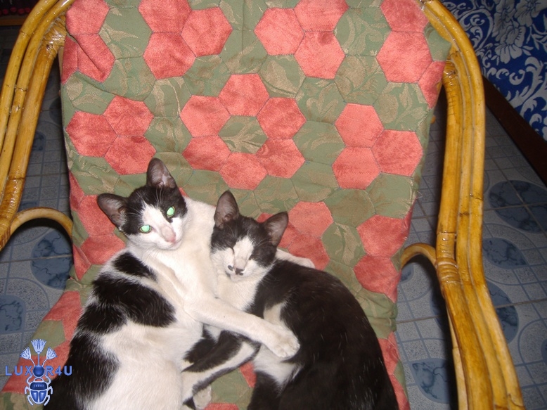 Gin & Tonic + Patchwork