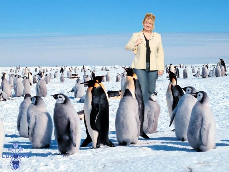 claire penguins