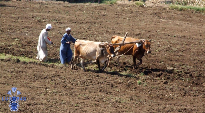 Oct 2009 - 2nd - No tractor, no problem