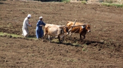 Oct 2009 - 2nd - No tractor, no problem