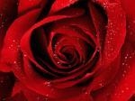 Red Roses