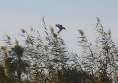 Kingfisher