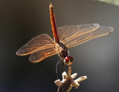 Dragonfly - Banana Island