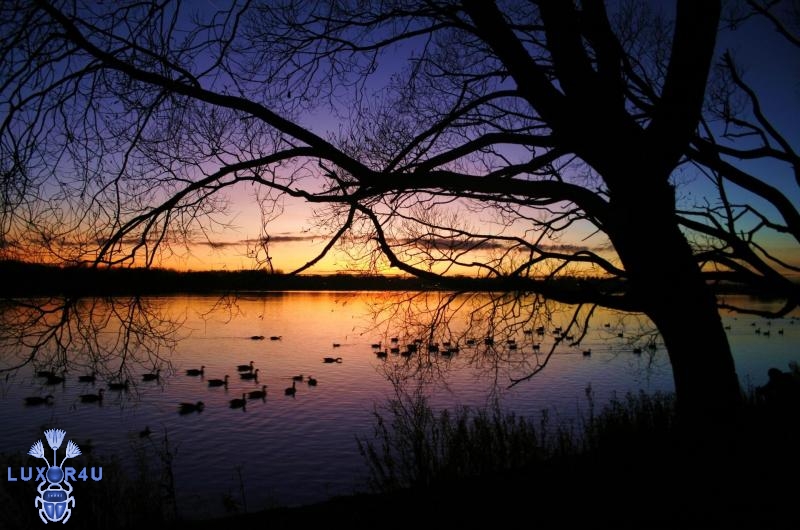 Ducks returning home