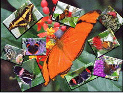 Collage in PSP