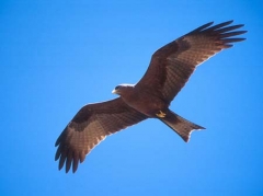 kite