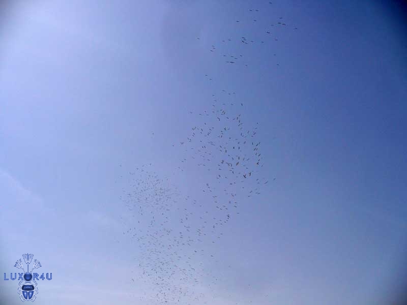 White storks