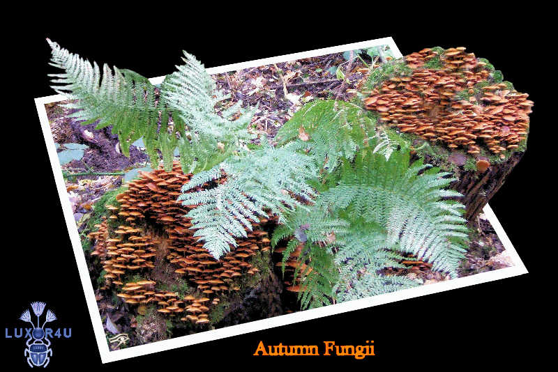 Autumn Fungii