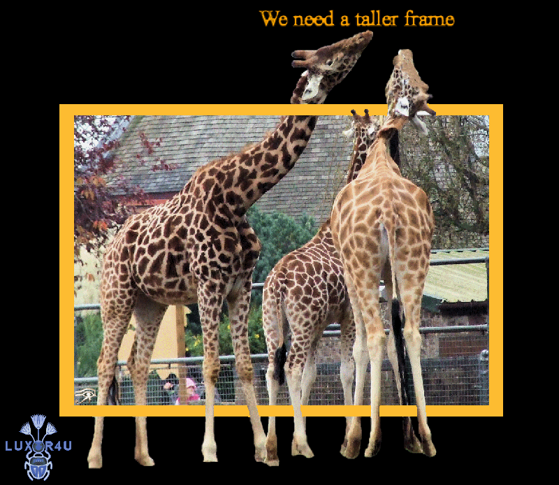 Giraffs
