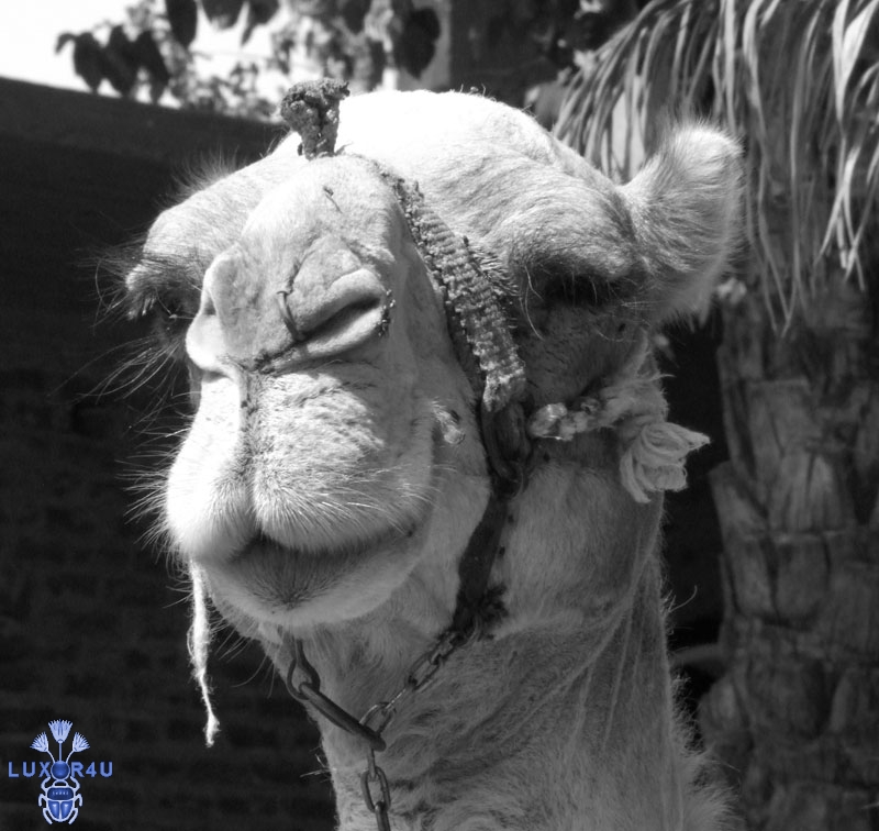 Mar 2010 - 1st - Young camel