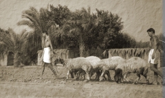 Apr 2010 - 2nd - Shepherds