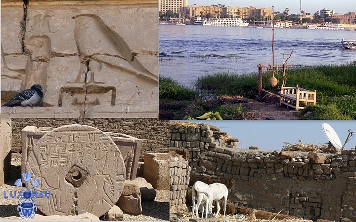 May 2010 - 3rd - New pigeon and old hieroglyphe